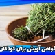 فواید آویشن برای کودکان